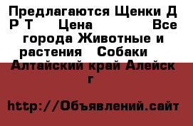 Предлагаются Щенки Д.Р.Т.  › Цена ­ 15 000 - Все города Животные и растения » Собаки   . Алтайский край,Алейск г.